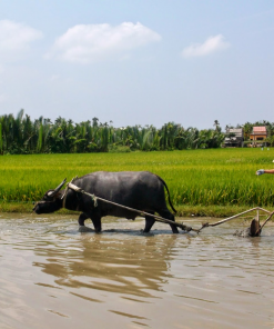 JACKTRANECOTOURS – RICE PLANTING & FISHING