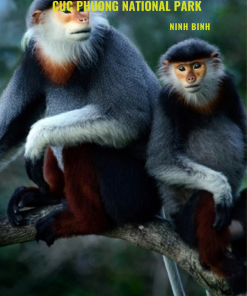 HOA LU  – TAM COC – MUA CAVE - CUC PHUONG NATIONAL PARK – 2 DAYS 1 NIGHTS (Code: NB203)