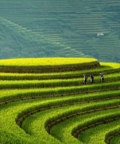 Tour du lịch Mù Cang Chải – Bản Lướt – Ngọc Chiến mùa lúa chín 2N1Đ (Code: M102)