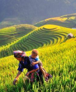 Mu Cang Chai tour in ripe rice season – Cu Vai – Tram Tau (Code: M107)
